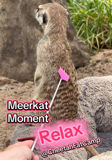 Everyone could use breather. Enjoy this relaxing #meerkatmoment @Cheetah Outreach Trust. #relax #meerkat #cuteanimals #cheetahoutreach
