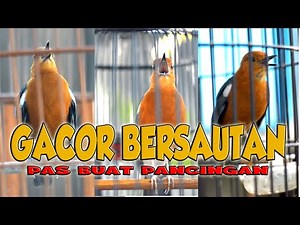 3 ANIS MERAH GACOR, PANCINGAN ANIS MERAH