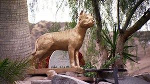 Cesar and Andre fondly remember Cesar’s favorite pit bull, Daddy. #DogNation | National Geographic Animals