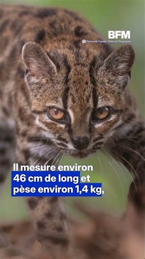 Une espèce de félin sauvage, le tilcayo, a été découverte en Bolivie, une première en un siècle