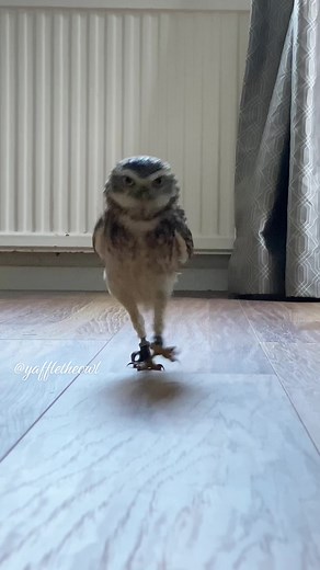 Adorable Owl Tippy Tapping with Luscious Legs - Funny Owl Video