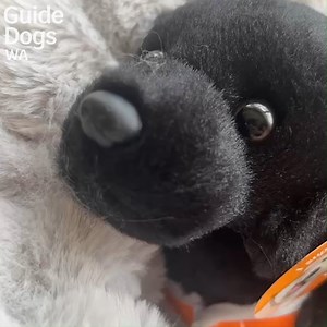 🐾🐶 International Guide Dog Day is celebrated on the last Wednesday of April each year to celebrate the incredible impact that Guide Dogs have on the lives of people with low or no vision, and we have the perfect way for you to celebrate - by purchasing your very own Guide Dog plush pup! 🎉 Not only are they super cute and cuddly, but your purchase will also help change lives in WA by supporting Guide Dogs WA. 🐾💕 Head to our website to get your very own Guide Dog plush pup today! https://fal.