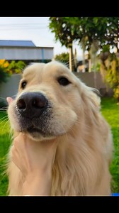 Cotton Dog Resort and Care on Reels
