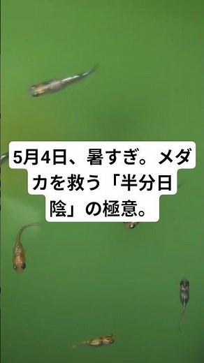 May 4th, too hot. The secret to saving medaka fish: "half-shade". #medaka #medakabreeding #myway ...