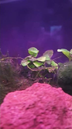 Little aquarium with tetras, planted anubias