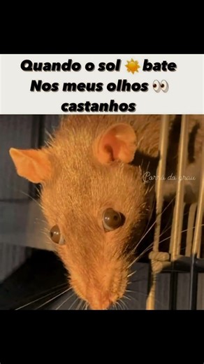eses olhos castanho #shorts