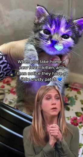 Cat Ringworm: Identifying and Treating Common Symptoms