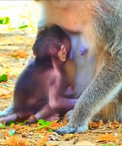 64K views · 1.4K reactions | Oh, God-less... Newborn baby monkey MAYO gets diarrhea b #Monkeyvideos+dly and doesn't take care of by Mum MAYA | Monkey Smile | Facebook