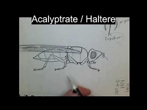 Insect Illustrations Under a Microscope: Scarab Pursuing Fly (Family: Pyrgotidae)