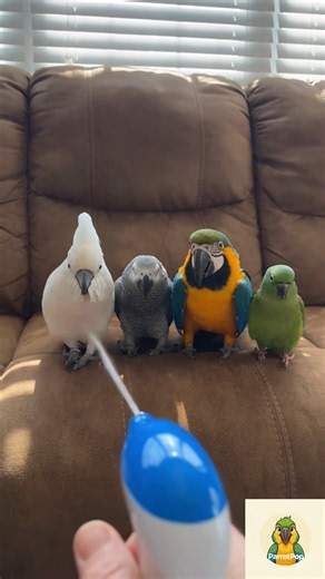 Smartest Parrots in the World Playing Dead on Cue! 🎬😂 #shorts