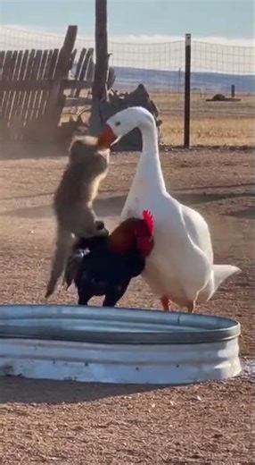 Hero Goose Saves Rooster from Predator! 🦢🐓 #gooseHero #animalRescue #nature #heroicBirds