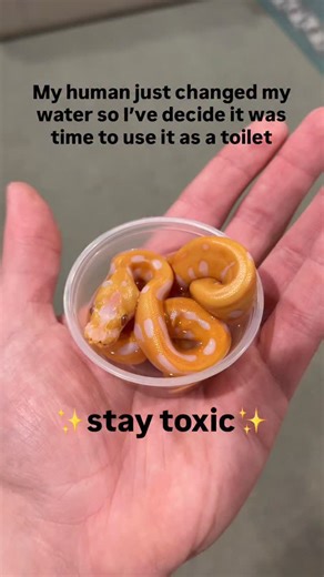 My Ball Pythons be staying TOXIC😂 Anytime I clean their enclosure or water they think it’s a great opportunity to go to the bathroom right after🤦‍♂️🐍🫶 | BALLS of FURY