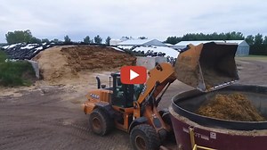 Feeding our milk cows on our dairy farm in Saskatchewan. - SaskDutch Kid