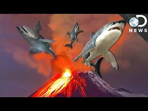 6 Insane Animals That Live In Volcanos