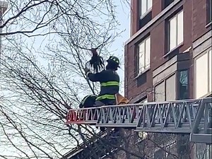 Dramatic Parrot Rescue On The UWS Ends Happily: Watch Here