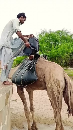 Caring for Camels: Watering Techniques Explained