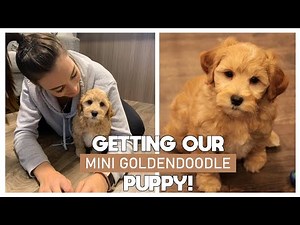 WE GOT A PUPPY!🐶 picking up our 9 week old F1B mini golden doodle!