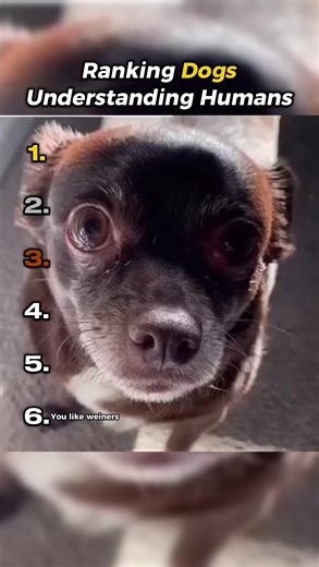 Dogs Understanding Humans #ranking #top5 #funny #dogsoftiktok #dog #top10