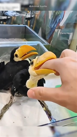 Tiny Baby Birds Found in a Tree… What Happened Next Melted Everyone’s Heart😱😍 #shorts #viral #facts