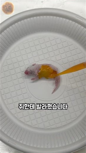 Do Cheetos really make mice transparent?