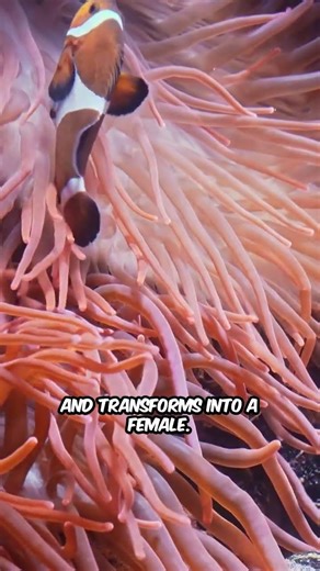 This Fish Can Change its Gender #science #evolution #mindblown