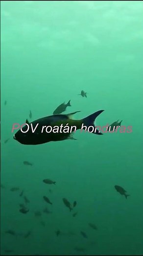 POV you visit roatán honduras #travel