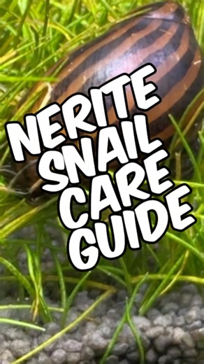 Glass Box Diaries on Instagram: "Nerite Snail Care: Everything You Need To Know! Looking for an easy and reliable cleanup crew for your aquarium? 🐌 Here’s a complete Nerite Snail care guide to help you decide if they’re the right choice for your tank. First, it’s important to know that “Nerite Snail” doesn’t refer to just one species—it actually covers an entire family of snails. In the aquarium hobby, the most common ones you’ll find are Neritina, Vittina, and Clithon. Some less common but inc