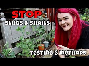 Testing 6 Natural Deterrents for Slug & Snail Control in the Garden / MoggyBoxCraft