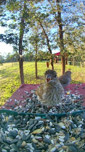 House Finches Arrive First