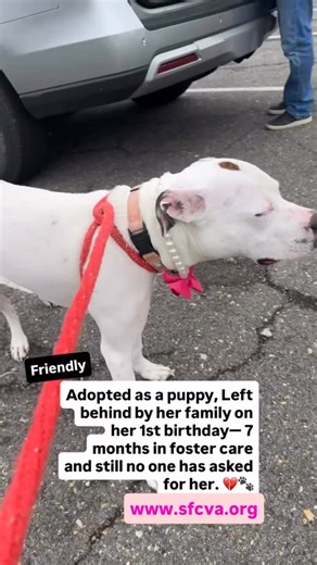 229 reactions · 124 shares | Available for adoption!!!! SFC VIRGINIA Fredericksburg VA | Nowlins Fostering | Facebook