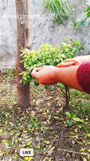 How to preserve tulsi over winter care tips तुलसी को सर्दी में कैसे बचायें basil Care tips #tulsi