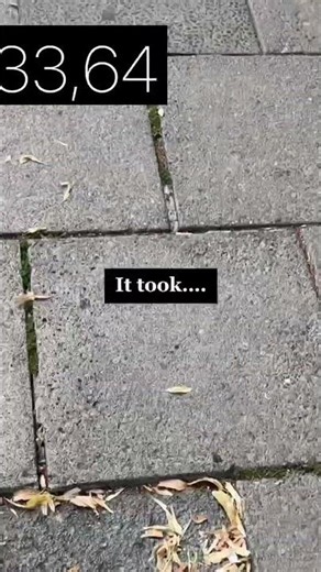 How long does it take to find an ant queen?
