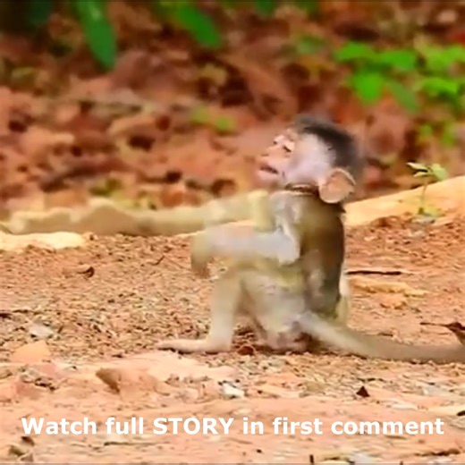 The baby monkey accidentally fell from a tall tree, so pitiful Watch full Story in first comment | Cute monkey family
