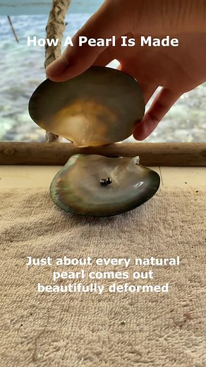 How a pearl is created inside an oyster #kamoka #kamokapearl