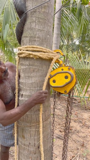 Coconut tree pulling 8610339350