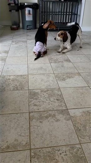 Everybody was kung-fu fighting… except it’s just two beagles with zero coordination and 100% drama