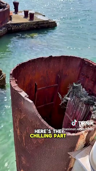 Why the USS Arizona Still Leaks Oil After 80 Years