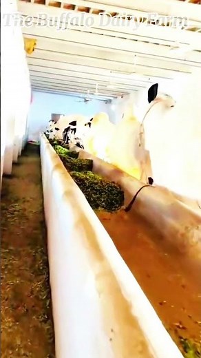 Inside the Beautiful World of a Buffalo Dairy Farm | Peaceful Farm Life