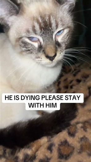 Help Snowflake Get the Eye Surgery He Desperately Needs 🐾