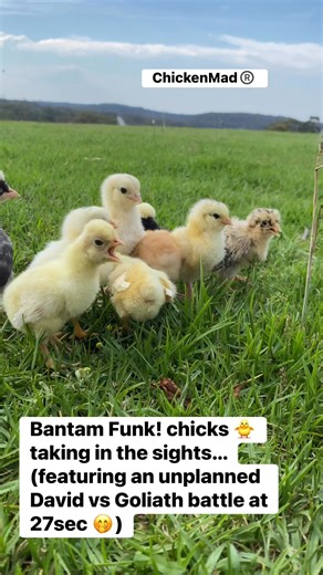 1.8K views · 16 reactions | What do our Bantam Funk! dozens hatch? A cool little selection of fuzzy critters including 懶 #polish - white crested black, cuckoo and buff laced - sometimes #frizzled 李 bantam #Faverolles 癩 #sicilian buttercup #araucana (not pictured) #bantamfunk #bantam #bantams #wcbpolish #buffpolish #davidvsgoliath #dayout #chicks #cute | Chicken Mad | Facebook