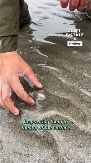 Using salt to gather razor clams 😳