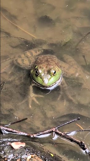 frightened froggy #funny #cute #animals