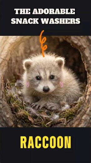 ANIMAL GROWTH: RACCOON 🦝