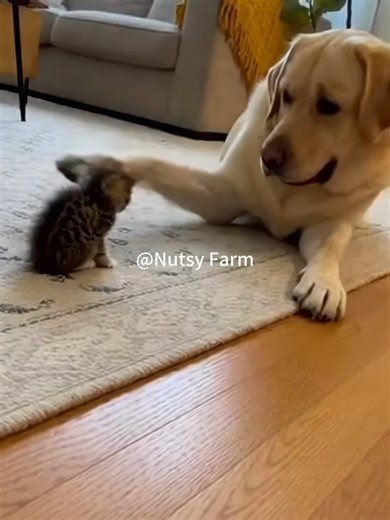 Funny Cat Dilemma: Grudge and Sleeplessness