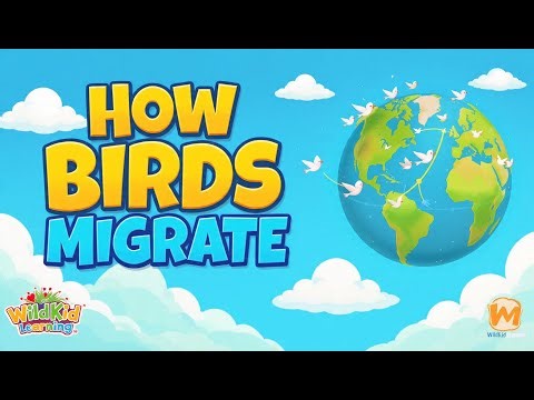 How Birds Migrate 🐦 | Amazing Animal Journeys | WildKid Learning