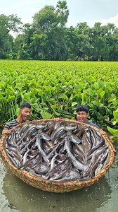 Boy catching lots of catfish with primitive technique fishing trap. best fishing trap village area pond side #fish #video | Fisherman Animal Lover-Original