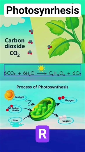 #photosynthesis #co2 #h2o #plants #food #leaves #water #oxygen #hydrogen #carbondioxide #concept