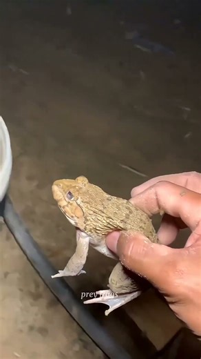 Funny frogs Catching | Wep wep catching frogs funny | boing catch frogs make you laugh #shorts