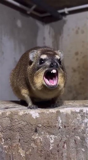 I Unstuck Him And Hes STILL Screaming! Angry Parrot Drama Unfolds #parrot #pets #funny