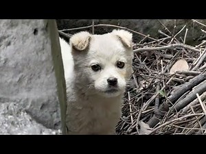 Emaciated and covered in wounds, the puppy emerged from the sewer and begged for food